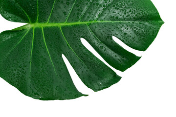 Monstera Deliciosa