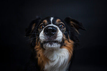 Portrait von einem Australien Shepherd im Fotostudio. Hund versucht essen zu fangen. Border Collie...