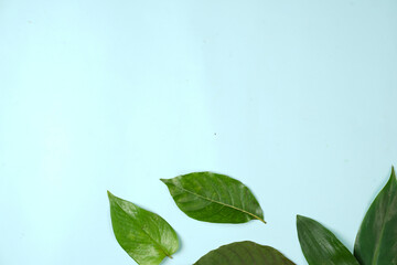 Creative layout made of piles of tropical leaves. Green tropical leaves on pastel background, Summer concept. Flat lay top view with copy space for your text. Fresh leaf detail wallpaper for template.