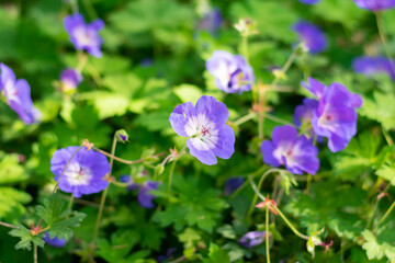 Bright beautiful geranium (rozanne) flower with green leaves on daylight. Beauty in nature. Flowers with purple petals, summer time