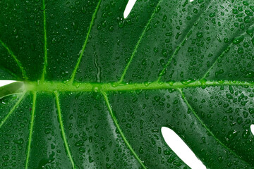 Monstera Deliciosa