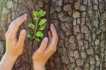 Girl holds her hands in protection gesture for saving little branch with green leaves against the background made of tree trunk on bright sunlight. Concept of nature protection and environment save.