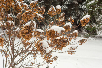 dry hydrangea flowers in the snow