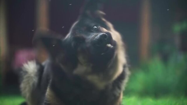 A playful black and tan German shepherd dog reacts to the camera following it and tries to trick it with funny quick movements