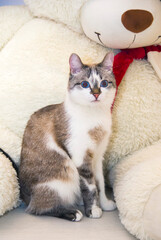 The surprised cat. The cat looks wide-eyed with surprise