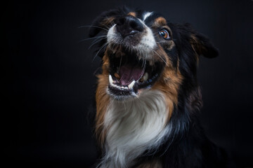 Portrait von einem Australien Shepherd im Fotostudio. Hund versucht essen zu fangen. Border Collie macht witziges gesicht beim schnappen nach einem Treat