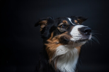 Portrait von einem Australien Shepherd im Fotostudio. Hund versucht essen zu fangen. Border Collie macht witziges gesicht beim schnappen nach einem Treat