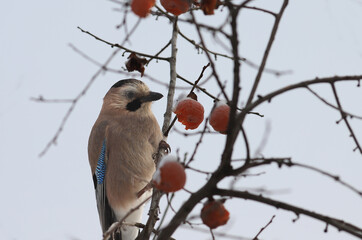 Jay flew in for ripe, tasty, yellow persimmon ..