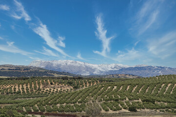 Andalusian agricultural landscape with hills of olive trees and snow-capped mountains in the background