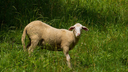 Obraz premium The frightened sheep looks directly into the lens