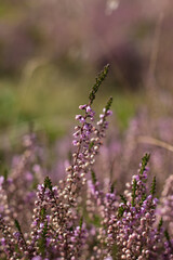 Heide in der Lüneburger Heide