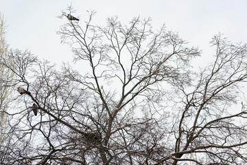 abstract dry bare tree branch with birds nest