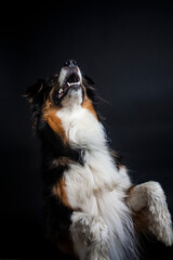 Australian Shepherd im Fotostudio macht kunststücke