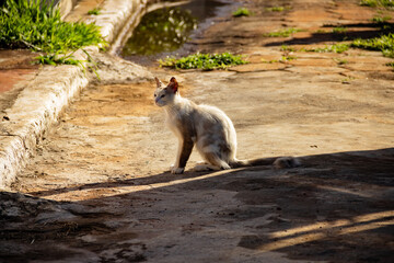 GAto de cor clara sentado no meio da rua. Gato abandonado em cemitério na cidade de Goiânia.