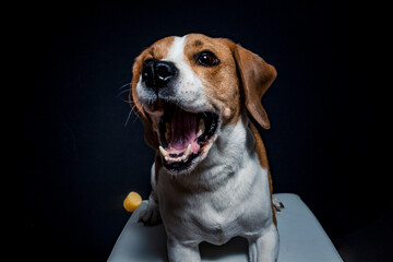 Beagle try to catch treats in the studio. Dog make funny face while catching food. Dog with black...
