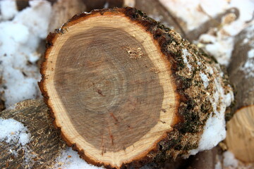 texture of section of a tree trunk with annual rings