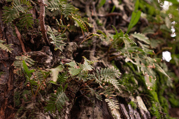 moss on the tree
