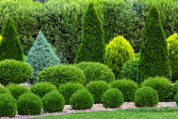 spring green plants green grass with cut bushes shape design sprinkled with natural stone mulching in a park with plants on a summer day. - obrazy, fototapety, plakaty