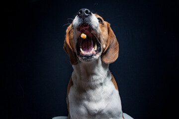 Beagle try to catch treats in the studio. Dog make funny face while catching food. Dog with black...