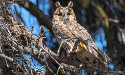 Portrait of an eared owl on a branch in the forest