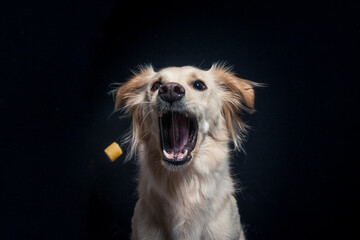 Rescue Dog try to catch treats in the studio. Half Breed Dog make funny Face while catching food. Mixed breed Dog Portrait in studio with black background and flashlight