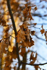 Dry and frozen oak leaves hang from a tree branch. Sunny day. Winter.