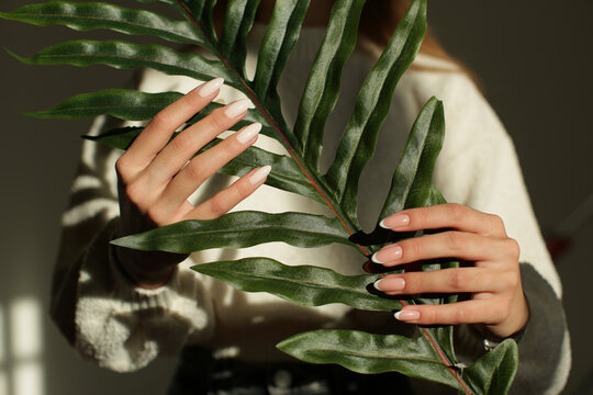 Beautiful women's hands with a delicate manicure hold a green plant. High quality photo