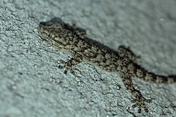 Gecko