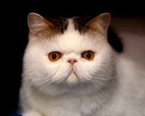 Flat Faced Cat with orange eyes