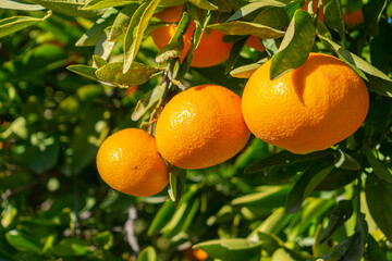Título	 árbol Naranjero con naranjas maduras en producción, en el municipio de Burriana