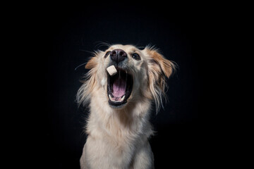 Rescue Dog try to catch treats in the studio. Half Breed Dog make funny Face while catching food. Mixed breed Dog Portrait in studio with black background and flashlight