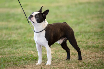 Boston Terrier