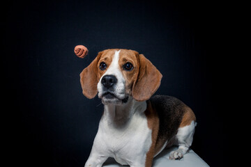 Beagle try to catch treats in the studio. Dog make funny face while catching food. Dog with black background in the studio and lighted with flashlight