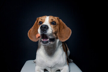 Beagle try to catch treats in the studio. Dog make funny face while catching food. Dog with black background in the studio and lighted with flashlight