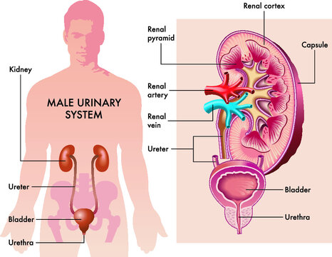 Medical illustration shows the organs of the male urinary system with magnified details and annotations.