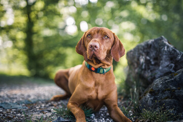 Magyar Vizsla liegt im Park neben einem Stein.