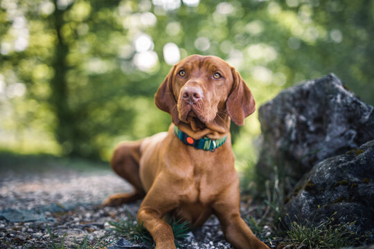 Magyar Vizsla liegt im Park neben einem Stein.