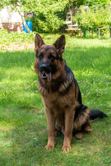 A beautiful purebred male Eastern European Shepherd.