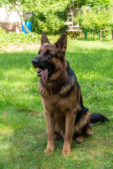 A beautiful purebred male Eastern European Shepherd.