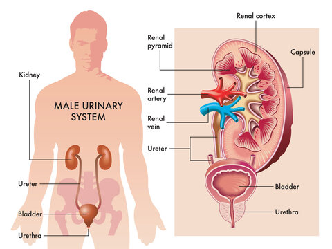Medical illustration shows the organs of the male urinary system with magnified details and annotations.