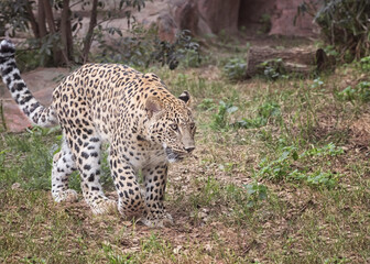 Persian leopard, Panthera pardus saxicolor