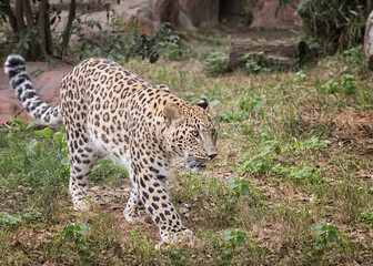 Persian leopard Photo