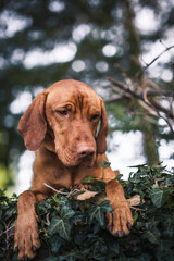 Magyar Vizsla beim spaziergen gehen im Park.