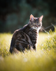 Chat assis dans l'herbe