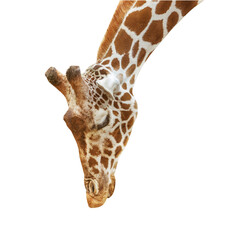Reticulated Giraffe Isolated