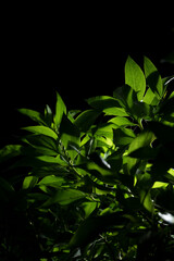 Light source shining through the green leaves of a bush plant