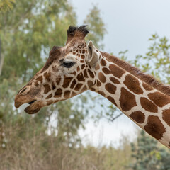 Fototapeta na wymiar Reticulated Giraffe, Giraffa camelopardalis reticulata, Somali giraffe on the leaves