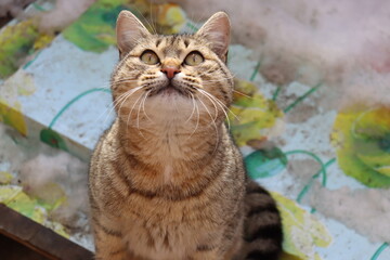 cat playing on the street