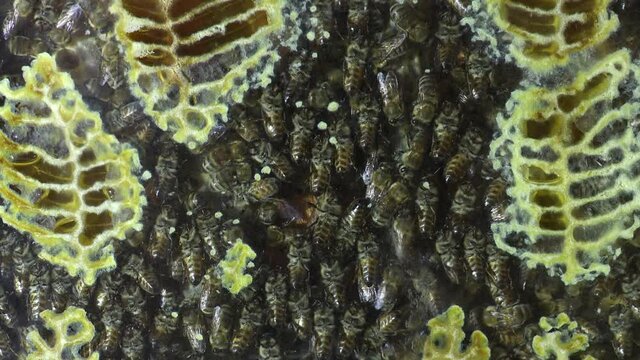 bee colony inside the honeycomb making wax