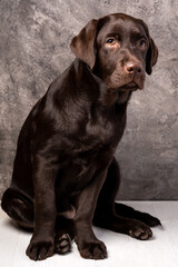 Brown labrador, studio photo of puppy dog